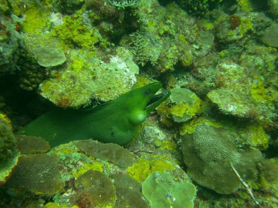 uma enorme e linda moréia verde ao lado do naufrágio Veronica L, em Granada